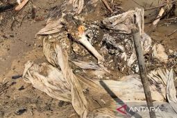 Dua jenazah berkafan dari Sungai Garoga, Kisah sunyi dari garis terdepan evakuasi