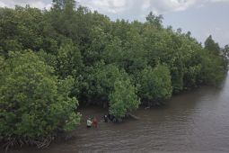 Pemprov Babel-YKAN selaraskan rencana pemulihan ekosistem mangrove