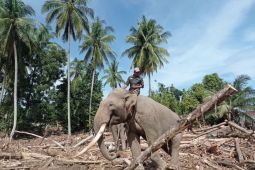 Kemenhut: Pelibatan gajah bersihkan puing utamakan kesejahteraan satwa