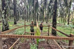 Bungai bangkai ditemukan di perkebunan sawit Kotim bukan Titan Arum