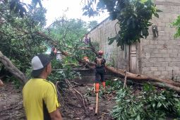 BPBD Bondowoso tangani belasan rumah rusak tertimpa pohon tumbang