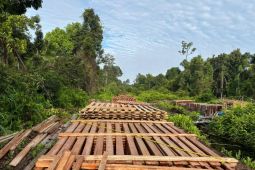 Pembalakan liar di Indragiri Hulu terungkap, tim gabungan susuri sungai dan hutan demi amankan 300 kubik kayu