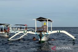 Kiat bertemu dengan lumba-lumba di tengah laut Bali Utara