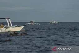 Hal yang perlu dipersiapkan untuk melihat lumba-lumba di laut Bali Utara