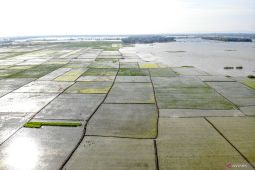 Lahan pertanian terendam banjir di Lamongan
