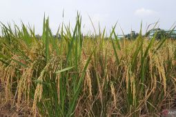 60 hektare sawah di Tangerang terancam puso