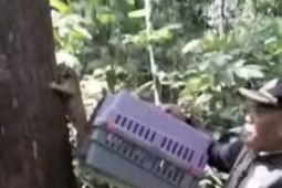 BKSDA Jambi lepasliarkan kukang dan trenggiling di cagar alam