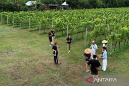 Bali Utara miliki perkebunan anggur yang modern dan rapi