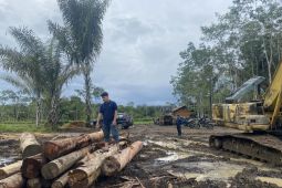 Kemenhut perketat pengawasan peredaran kayu di wilayah banjir Sumatera