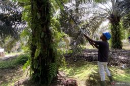 TAPG perkuat pemberdayaan petani sawit lewat skema plasma satu atap di Sukamara