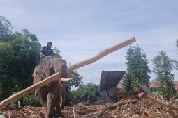 Pemerintah ingatkan kayu bekas banjir bandang tak boleh keluar dari Aceh