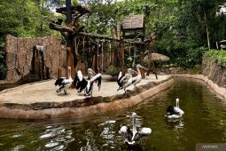 YMT: Bandung Zoo tak perlu galang donasi pakan satwa