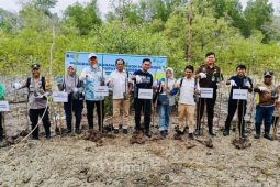 PT Timah tanam 5.000 mangrove di Pantai Kobelmitigasi perubahan iklim