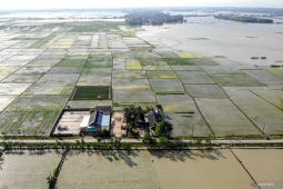 DKPP Lamongan siapkan skema asuransi bagi petani terdampak banjir
