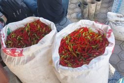 Update Bencana Aceh, Petani pikul cabai lewati jalur ekstrem dari Ketol ke Lhokseumawe