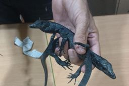 Kemenhut Gagalkan penyelundupan 32 reptil dilindungi oleh WNA Mesir