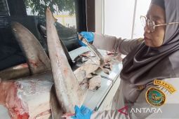 120 kg daging hiu ilegal gagal dikirim