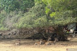 Snorkeling dan saksikan satwa liar jadi aktivitas seru di Pulau Menjangan
