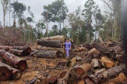 Kemenhut selidiki indikasi pencucian kayu pemegang PHAT di Sumut