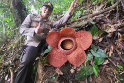 Bunga Rafflesia Arnoldii kembali mekar di Rejang Lebong Bengkulu