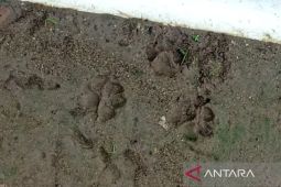 Pasca bencana, Harimau Sumatra teror warga Desa Perkebunan Tapsel