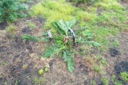 Kemenhut musnahkan 98,8 hektare sawit ilegal di TN Berbak Sembilang