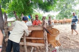 Disnakeswan gerak cepat tangani dugaan PMK di Doroncanga Dompu