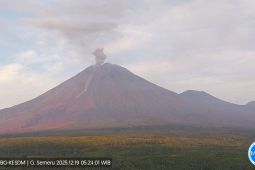 Semeru tercatat 11 kali erupsi dengan tinggi letusan hingga 1 km
