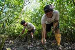 Perusahaan migas lindungi ekosistem mangrove lewat program MESTI