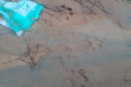 Geger! Jejak diduga Harimau Sumatera kembali ditemukan di Simatohir Tapsel