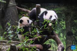 Panda kembar akan dipulangkan ke China, ribuan warga Jepang antre berpamitan