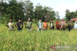Produksi beras Kuningan surplus 119 ribu ton