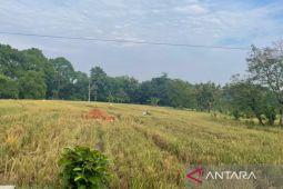 Distan Cirebon mengoptimalkan program perlindungan jaga sawah produktif
