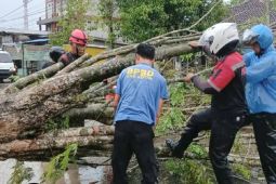 BPBD Kotim imbau waspadai angin kencang susulan dampak Siklon 93S