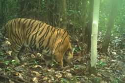 Kamera jebak rekam dua individu Harimau Sumatera di TN Berbak