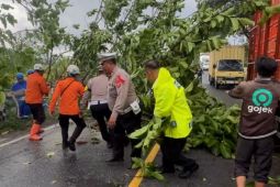 Polisi evakuasi pohon tumbang yang menutup jalan nasional di Garut