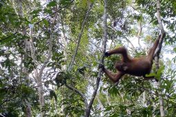 Bertamu ke rumah orang utan liar Kalimantan