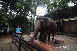 Pemkot bilang Bandung Zoo belum dapat beroperasi