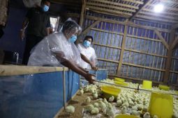 GP Ansor bersama BCP bangun usaha ayam broiler dukung Astacita Presiden Prabowo