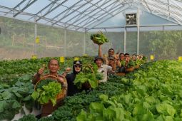 Panen perdana hidroponik binaan PT IMIP, pacu ketahanan pangan, tingkatkan ekonomi warga