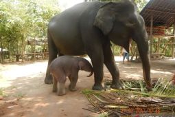 Kades Braja Asri Lampung Timur meninggal akibat serangan gajah liar