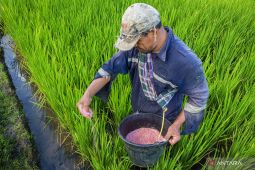 Tercatat, 147 transaksi tebus pupuk subsidi terjadi pada dini hari