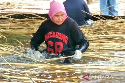 Sempat anjlok, harga rotan di Kotim kembali naik imbas musim durian