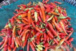 Diskatan Kuningan catat produksi hortikultura meningkat selama 2025