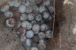 BKSDA Maluku selamatkan 93 butir telur penyu dan pastikan penetasan aman