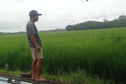 Petani Lebak antisipasi banjir dan hama seiring musim hujan