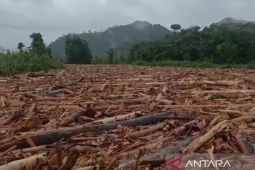 Jutaan kubik kayu gelondongan sumbat aliran air Sungai Batang Toru arah ke laut