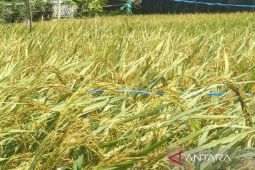 Pemkot Cirebon lindungi lahan pertanian yang tersisa 93 hektare