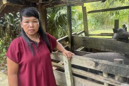 PT SLK berdayakan masyarakat dengan Program PETRA BABI berbasis peternakan berkelanjutan