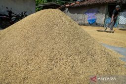 Beras satu harga perlu dukungan stok dan distribusi kuat